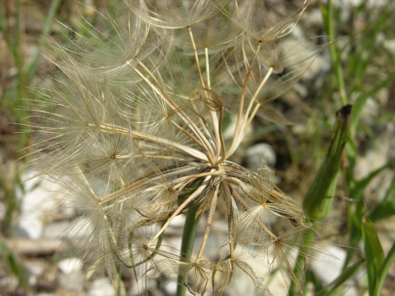 Sulla spiaggia - Tragopogon porrifolius